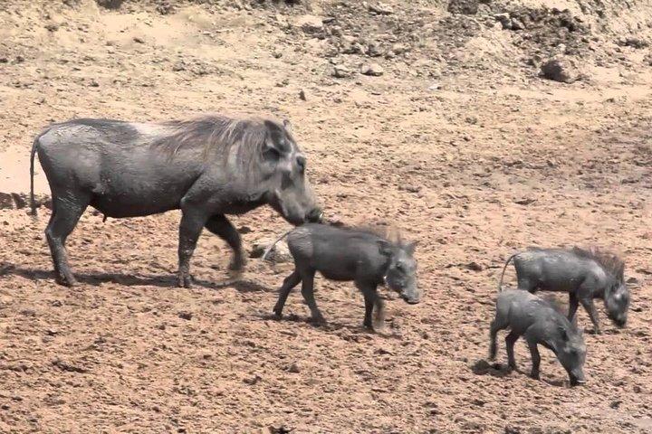 6-Day Kenya and Tanzania safari