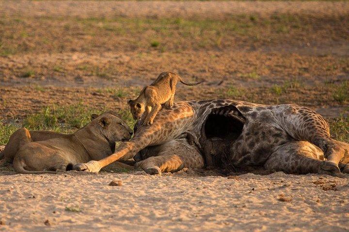 6-Day Kenya and Tanzania safari