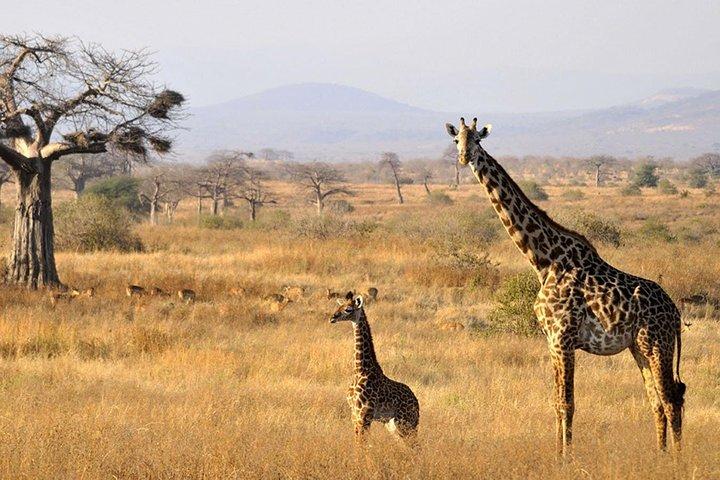 6-Day Kenya and Tanzania safari