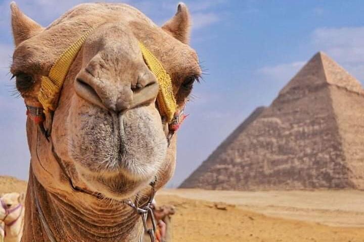Pyramids & Camel Tour