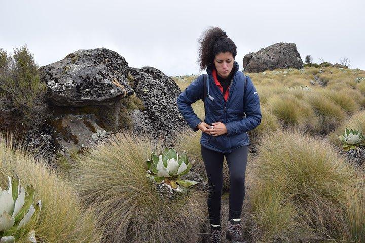 4 Days Mt Kenya Hike via Narumoro Route