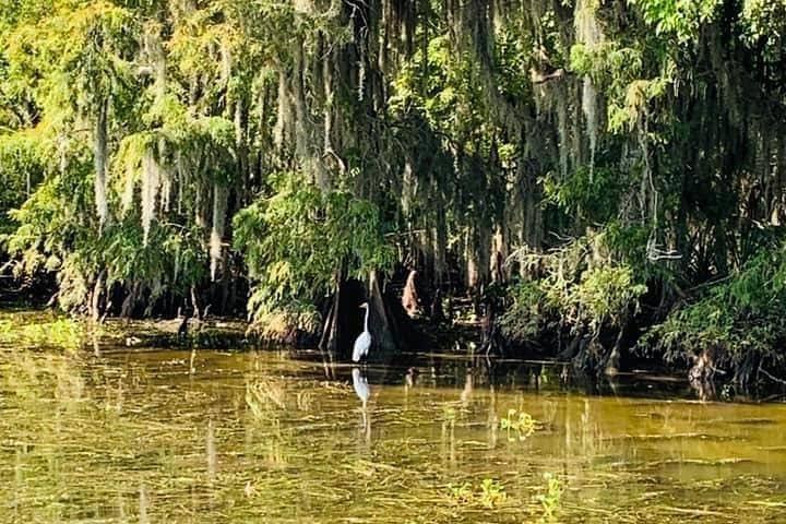 New Orleans Swamp Tour Boat Adventure
