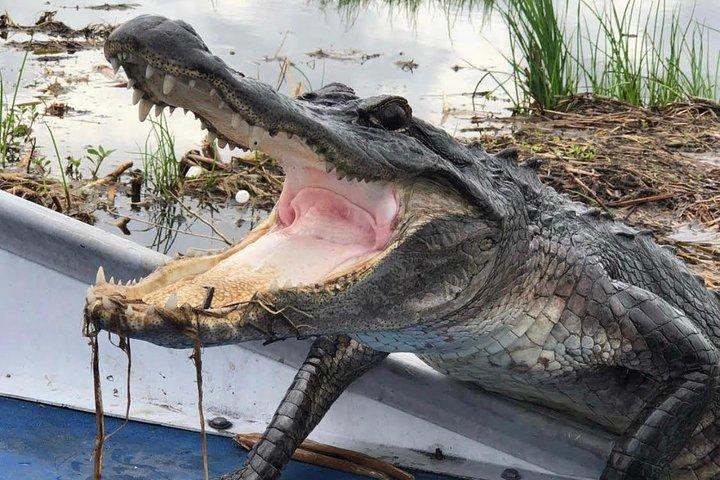 New Orleans Large Airboat Swamp Tour
