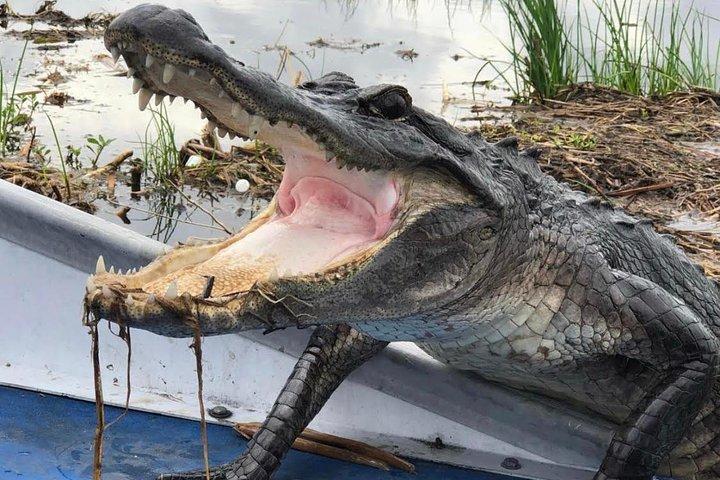 New Orleans Small-Group Airboat Swamp Tour