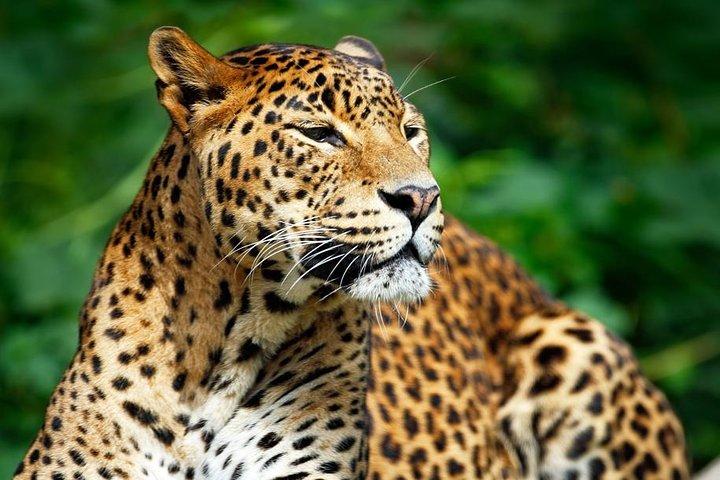 Private Safari at Yala National Park