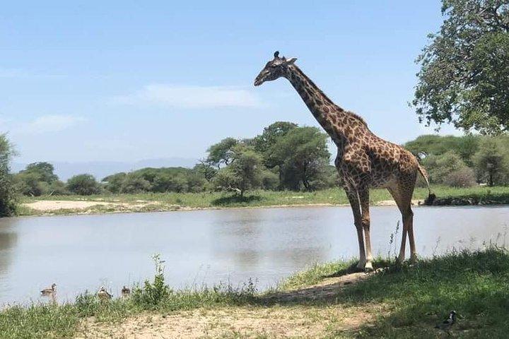 5 days Amboseli Tsavo National Park