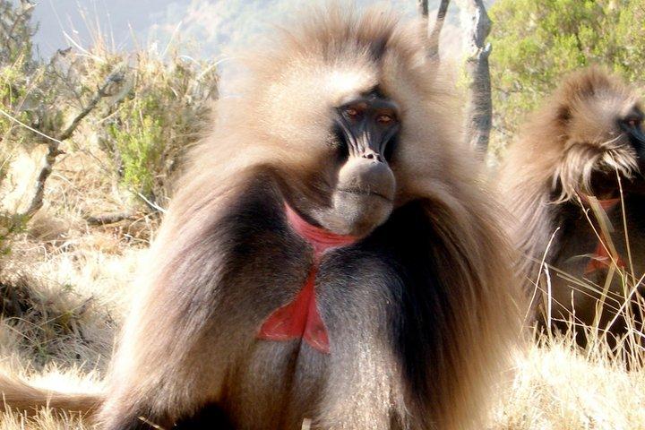 Day Trip From Addis Ababa To Debre Libanos & Portuguese Bridge