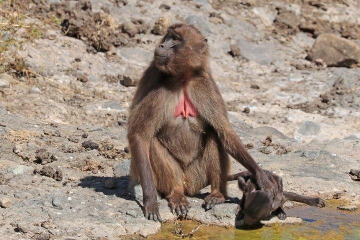 Day Trip From Addis Ababa To Debre Libanos & Portuguese Bridge