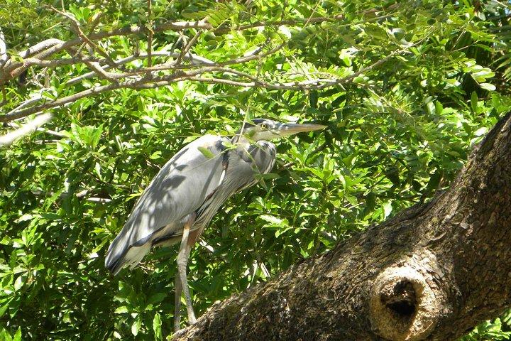 PRIVATE Palo Verde Boat Safari: Wildlife + Lunch Included