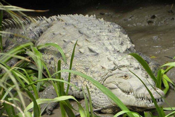 PRIVATE Palo Verde Boat Safari: Wildlife + Lunch Included