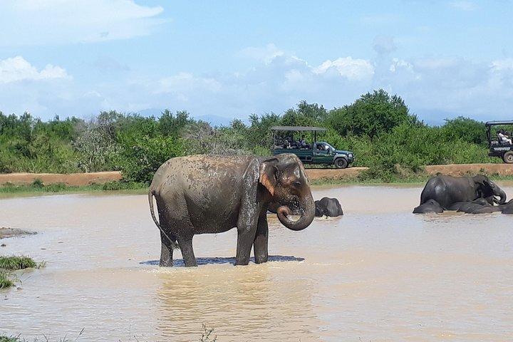 Private 2-Day Trip To Mirissa Beach And Yala From Colombo