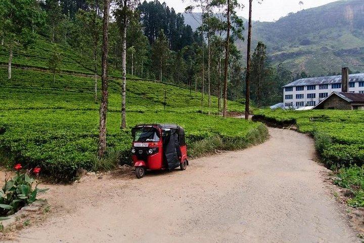 Exclusive: Tea Gardens and Waterfalls of Nuwara Eliya by Tuk-Tuk