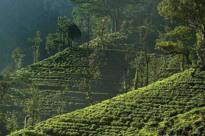 Exclusive: Tea Gardens and Waterfalls of Nuwara Eliya by Tuk-Tuk