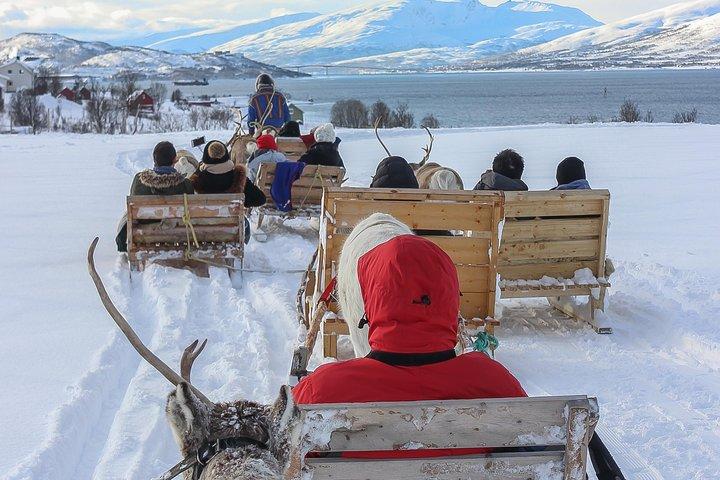 Sami Culture and Short Reindeer Sledding from Tromso