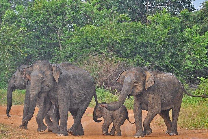 Udawalawe National Park Safari with Elephant Transit Home Visit