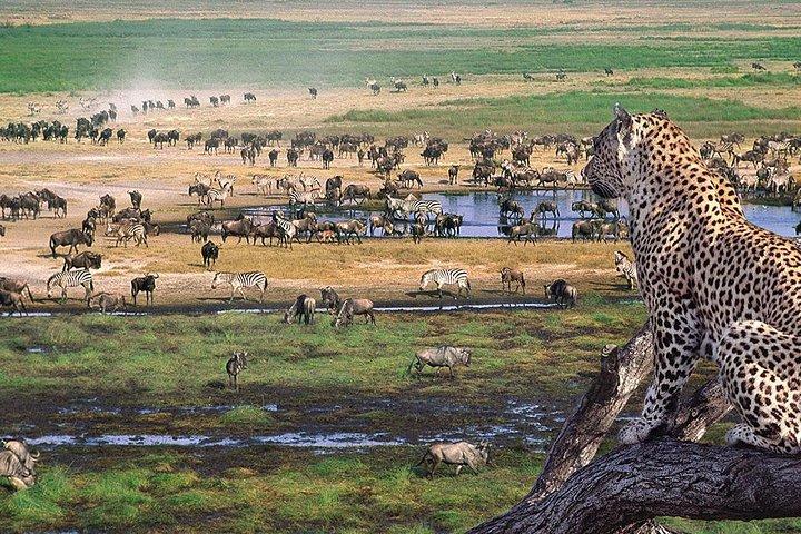 4 Day Private Camping Safari in Serengeti,Ngorongoro and Tarangire National Park