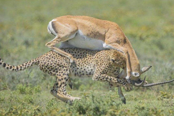 4 Days Private Safari Ngorongoro Crater,Tarangire, Manyara, Arusha National Park