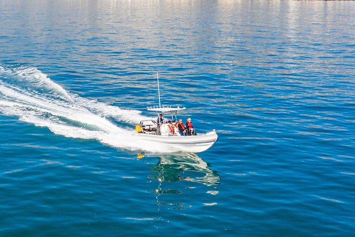 Ocean Wildlife Encounter in Cape Town