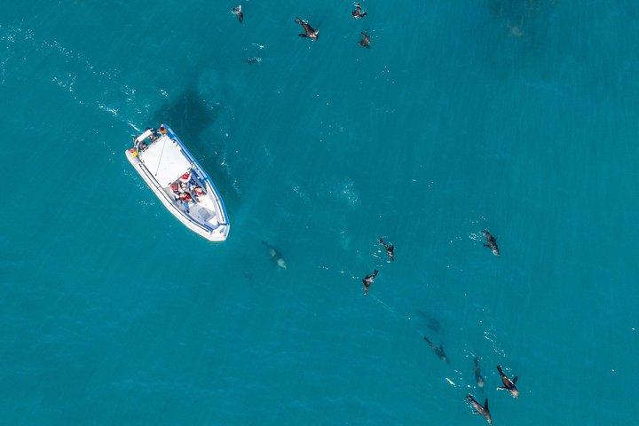 Ocean Wildlife Encounter in Cape Town