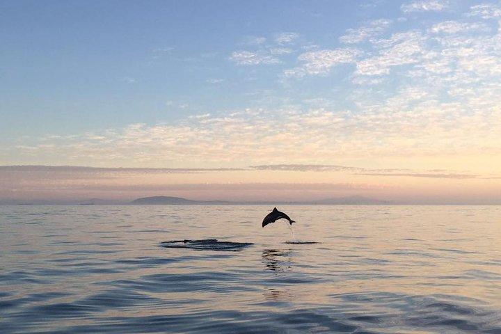 Ocean Wildlife Encounter in Cape Town