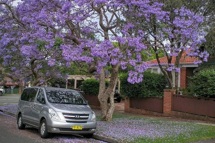 Sydney Unleashed with Bondi Beach 4‑Hour Private Morning Tour