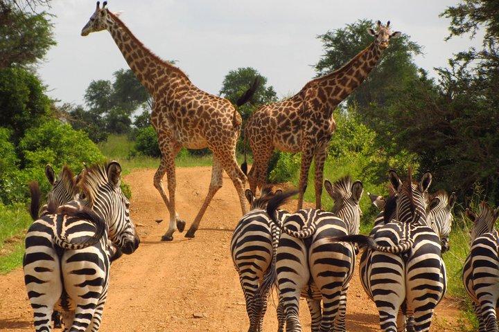 4-Day Safari from Arusha: Tarangire, Serengeti and Ngorongoro