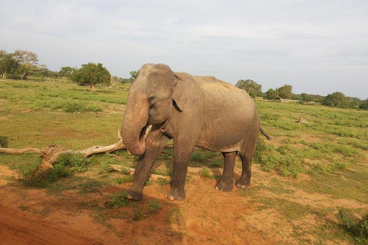 All Inclusive Udawalawe National Park Safari Day Tour from Colombo and Negombo