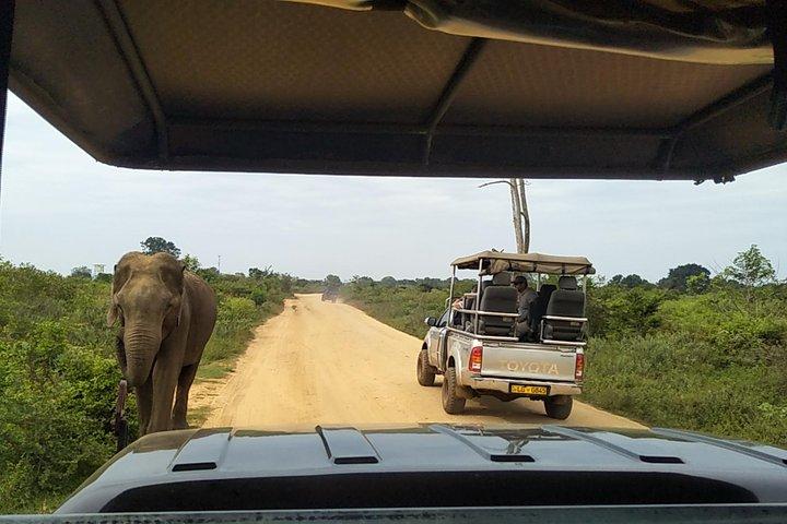 All Inclusive Udawalawe National Park Safari Day Tour from Colombo and Negombo