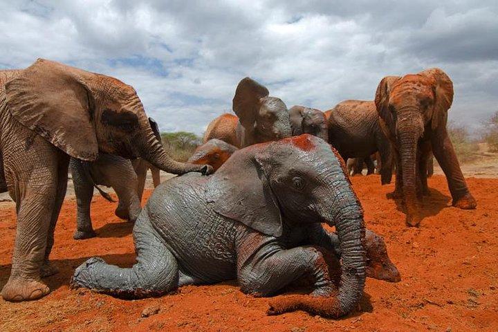 5 Days Amboseli Tsavo West Tsavo East Wildlife Tours