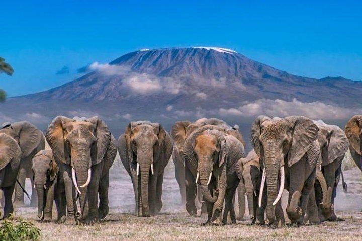 5 Days Amboseli Tsavo West Tsavo East Wildlife Tours
