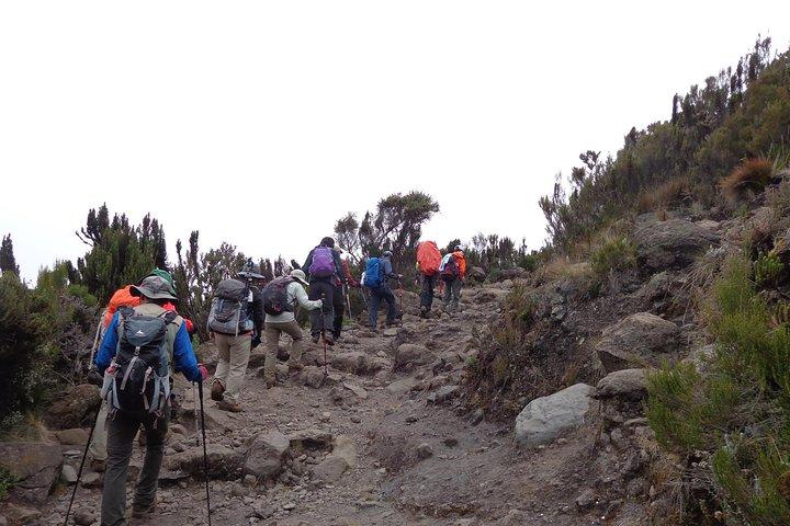Kilimanjaro Shira Plateau Day Hike