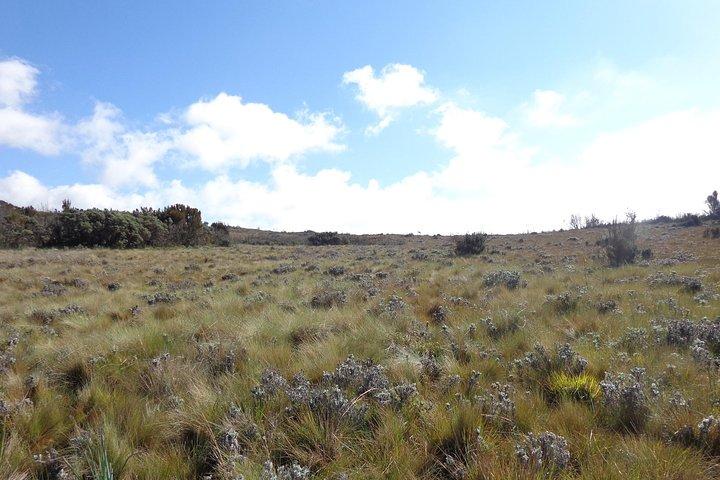 Kilimanjaro Shira Plateau Day Hike