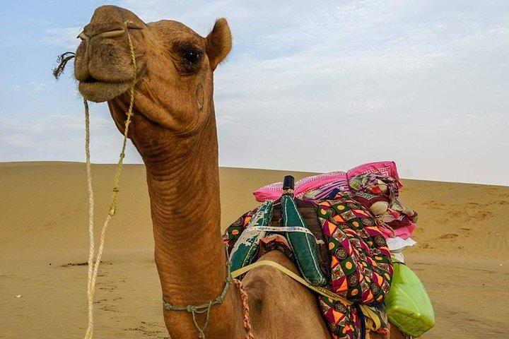 Camel safari in thar desert