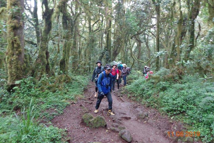 Kilimanjaro Day Hike