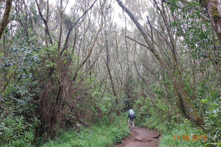 Kilimanjaro Day Hike