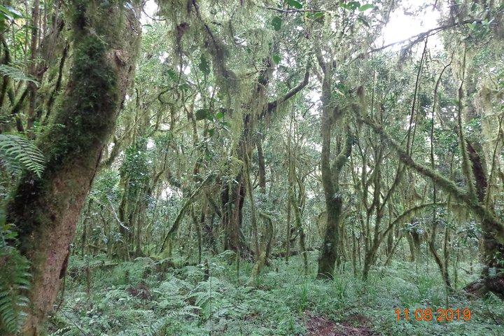 Kilimanjaro Day Hike