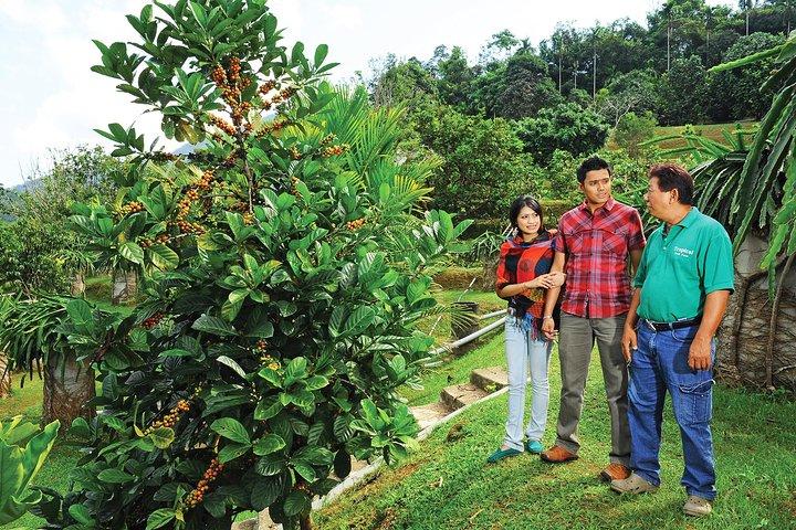 Penang Tropical Fruit Farm with Fruit Tasting