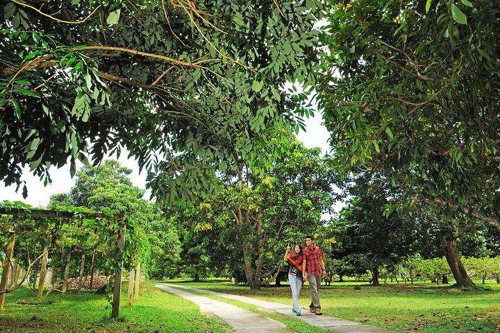 Penang Tropical Fruit Farm with Fruit Tasting