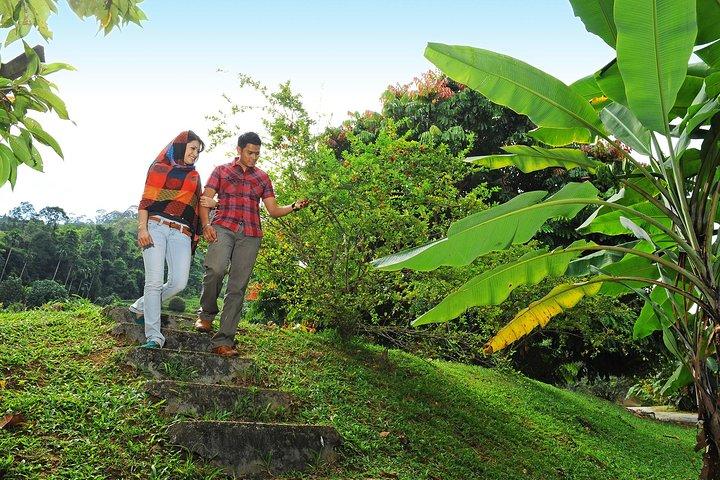 Penang Tropical Fruit Farm with Fruit Tasting