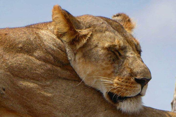 Day trip in Arusha National Park