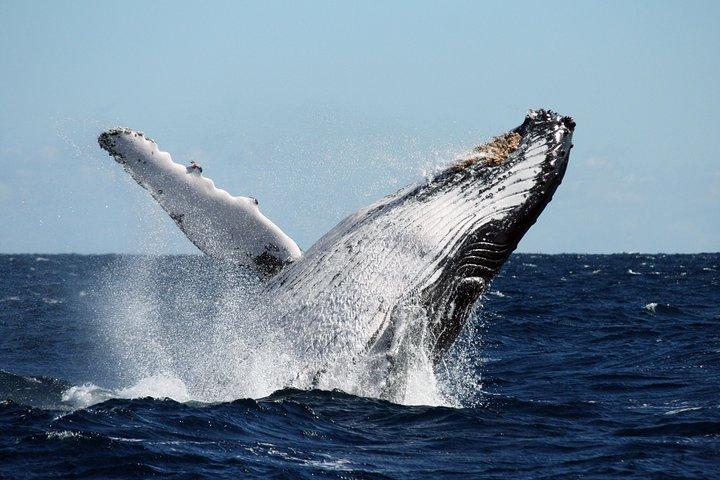 Best of Ningaloo Mantas and More