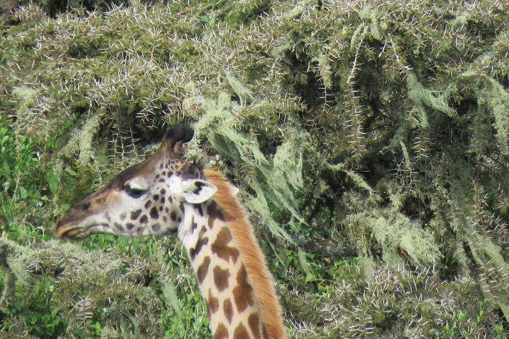 3 days Tanzania Camping Safari