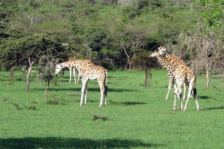 3 Day Private safari to Murchison Falls National Park with Big Five Experience