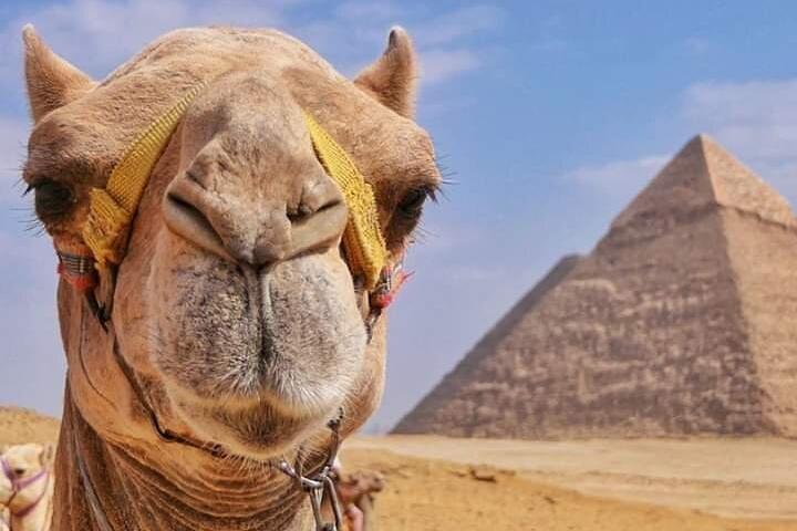 Camel Ride & Barbeque Dinner at the Pyramids