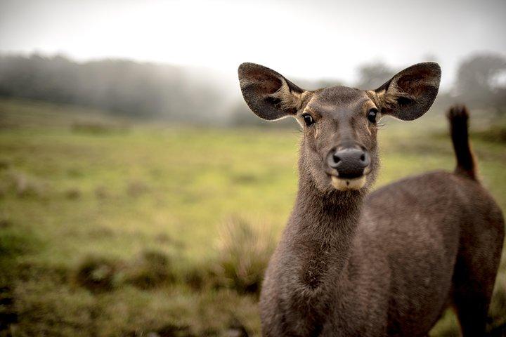 Horton Plains National Park Entrance Ticket with Guide