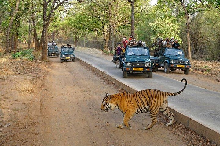 8 Day Golden Triangle Tour with Ranthambore {Taj , Tigers & More}