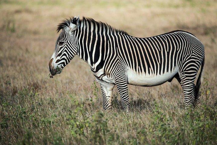 12 Days Kenya Tanzania wildlife Joining Tour