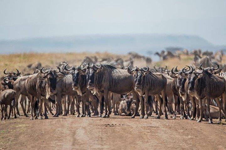 5 Days to Tarangire NP, Serengeti NP and Ngorongoro crater private tour