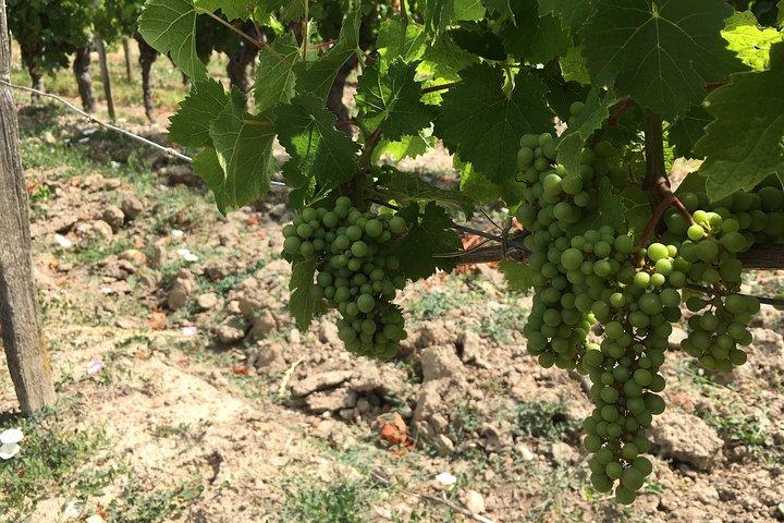 Vineyard cycle tours in and around Chinon, in the Loire Valley