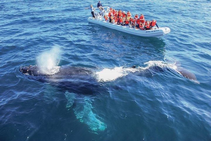 Whale Watching, The Famous Arch and Fast Boat Tour in Los Cabos